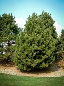 Сосна Чёрная (Pinus Nigra) купить по цене от 270.00р. в интернет-магазине «Посадика» с доставкой почтой в в Орске и по всей России – [изображение №1].