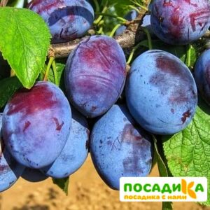 Слива Чачакская ранняя купить по цене от 229.00р. в интернет-магазине «Посадика» с доставкой почтой в в Орске и по всей России – [изображение №1].