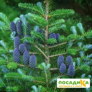 Пихта корейская (Abies koreana) купить по цене от 450.00р. в интернет-магазине «Посадика» с доставкой почтой в в Орске и по всей России – [изображение №1].