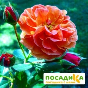 Роза Арабия купить по цене от 350.00р. в интернет-магазине «Посадика» с доставкой почтой в в Орске и по всей России – [изображение №1].