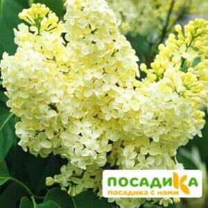 Сирень Примроуз (Primrose) купить по цене от 529.00р. в интернет-магазине «Посадика» с доставкой почтой в в Орске и по всей России – [изображение №1].