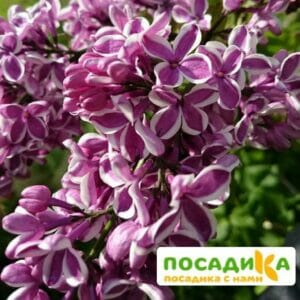 Сирень Сенсация купить по цене от 529.00р. в интернет-магазине «Посадика» с доставкой почтой в в Орске и по всей России – [изображение №1].