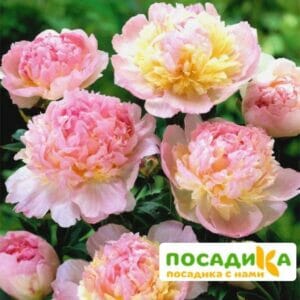 Пион Распберри Сандей (Paeonia Raspberry Sundae) купить по цене от 959р. в интернет-магазине «Посадика» с доставкой почтой в в Орске и по всей России – [изображение №1].