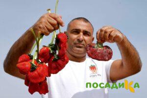 Клубника Гигант Джорнея купить по цене от 266р. в интернет-магазине «Посадика» с доставкой почтой в в Орске и по всей России – [изображение №1].
