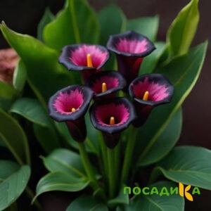 Калла Аура Лейс купить по цене от 400р. в интернет-магазине «Посадика» с доставкой почтой в в Орске и по всей России – [изображение №1].