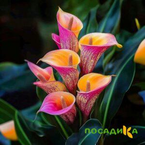 Калла Оникс купить по цене от 450р. в интернет-магазине «Посадика» с доставкой почтой в в Орске и по всей России – [изображение №1].