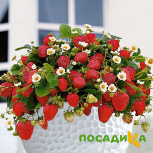 Клубника Рубиновый Шепот (горшечная) купить по цене от 240р. в интернет-магазине «Посадика» с доставкой почтой в в Орске и по всей России – [изображение №1].