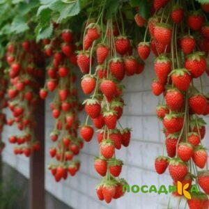 Клубника вьющаяся Комплимент купить по цене от 470р. в интернет-магазине «Посадика» с доставкой почтой в в Орске и по всей России – [изображение №1].