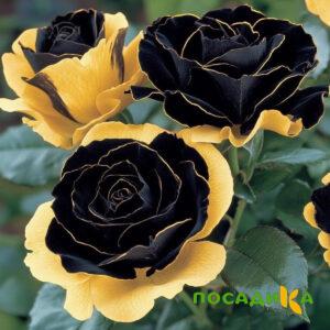 Роза Ханни Сикл купить по цене от 700р. в интернет-магазине «Посадика» с доставкой почтой в в Орске и по всей России – [изображение №1].