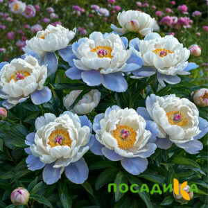Пион акварельный Этюд купить по цене от 806р. в интернет-магазине «Посадика» с доставкой почтой в в Орске и по всей России – [изображение №1].