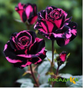 Роза Багровый Шепот купить по цене от 366р. в интернет-магазине «Посадика» с доставкой почтой в в Орске и по всей России – [изображение №1].