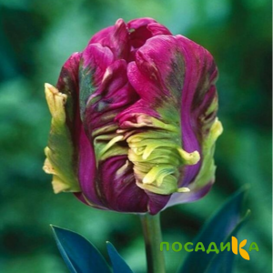 Тюльпан Экзотик Хэвен купить по цене от 186р. в интернет-магазине «Посадика» с доставкой почтой в в Орске и по всей России – [изображение №1].