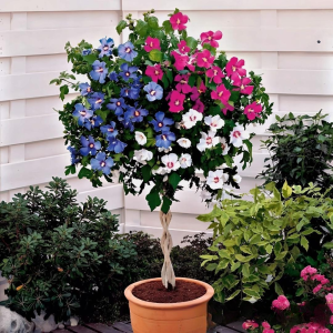 Гибискус-Дерево Триколор купить по цене от 289р. в интернет-магазине «Посадика» с доставкой почтой в в Орске и по всей России – [изображение №1].