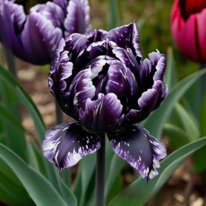 Тюльпан Индиго купить по цене от 600р. в интернет-магазине «Посадика» с доставкой почтой в в Орске и по всей России – [изображение №1].
