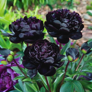 Пион Королевский Бархат купить по цене от 419р. в интернет-магазине «Посадика» с доставкой почтой в в Орске и по всей России – [изображение №1].