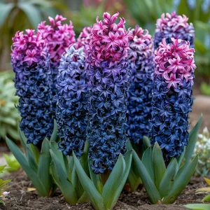 Гиацинт Блю Спринг купить по цене от 2099р. в интернет-магазине «Посадика» с доставкой почтой в в Орске и по всей России – [изображение №1].