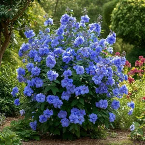 Гибискус Сансет Блоссом купить по цене от 248р. в интернет-магазине «Посадика» с доставкой почтой в в Орске и по всей России – [изображение №1].