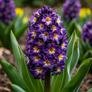 Гиацинт Вельвет Колор купить по цене от 2099р. в интернет-магазине «Посадика» с доставкой почтой в в Орске и по всей России – [изображение №1].