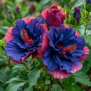 Гибискус Роуз Шайн купить по цене от 360р. в интернет-магазине «Посадика» с доставкой почтой в в Орске и по всей России – [изображение №1].