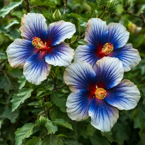 Гибискус Илюжн Вилью купить по цене от 259р. в интернет-магазине «Посадика» с доставкой почтой в в Орске и по всей России – [изображение №1].