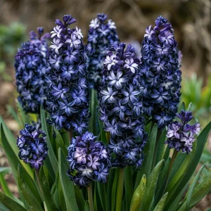 Гиацинт Блум Клауд купить по цене от 2099р. в интернет-магазине «Посадика» с доставкой почтой в в Орске и по всей России – [изображение №1].