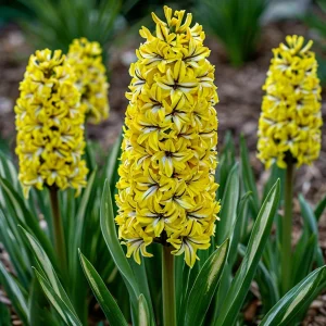 Гиацинт Сансет Голд купить по цене от 2099р. в интернет-магазине «Посадика» с доставкой почтой в в Орске и по всей России – [изображение №1].