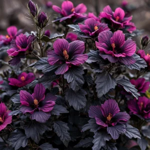 Гибискус Корал Чарм купить по цене от 271р. в интернет-магазине «Посадика» с доставкой почтой в в Орске и по всей России – [изображение №1].