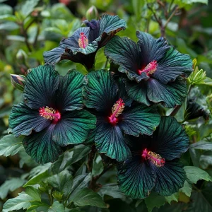 Гибискус Пикок Плюм купить по цене от 490р. в интернет-магазине «Посадика» с доставкой почтой в в Орске и по всей России – [изображение №1].