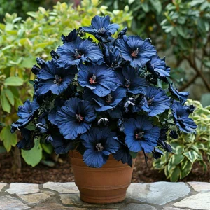 Гибискус Селестиал Флейм купить по цене от 326р. в интернет-магазине «Посадика» с доставкой почтой в в Орске и по всей России – [изображение №1].