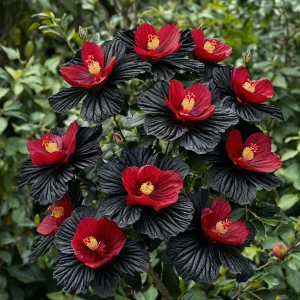 Гибискус Ройял Афеа купить по цене от 460р. в интернет-магазине «Посадика» с доставкой почтой в в Орске и по всей России – [изображение №1].