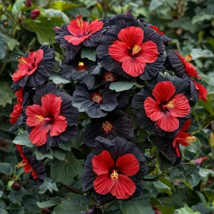 Гибискус Шиммеринг купить по цене от 720р. в интернет-магазине «Посадика» с доставкой почтой в в Орске и по всей России – [изображение №1].