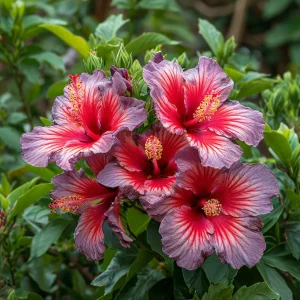 Гибискус Кримсон Флейм купить по цене от 479р. в интернет-магазине «Посадика» с доставкой почтой в в Орске и по всей России – [изображение №1].