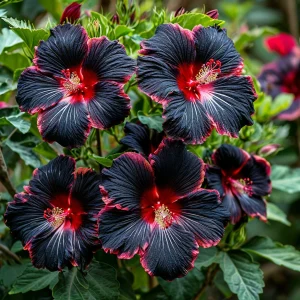 Гибискус садовый Файер Дэнсер купить по цене от 450р. в интернет-магазине «Посадика» с доставкой почтой в в Орске и по всей России – [изображение №1].