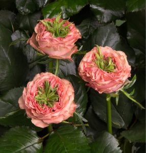 Роза Амбер Инчант купить по цене от 495р. в интернет-магазине «Посадика» с доставкой почтой в в Орске и по всей России – [изображение №1].